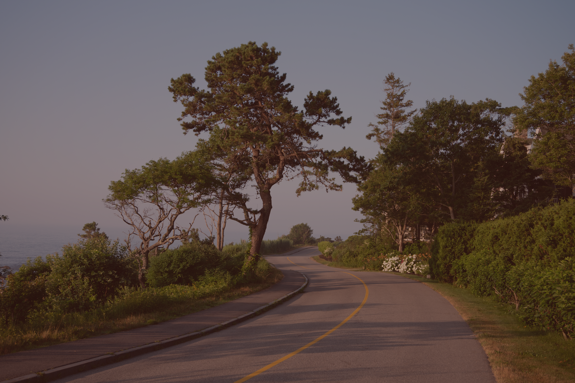 Road next to a tree